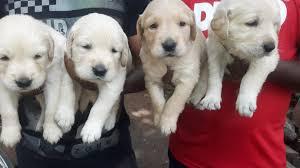 Golden Retriever Welpen