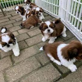 Entz?ckende Shihtzu Welpen BEREIT ZU GEH