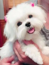 Mini Maltese welpen