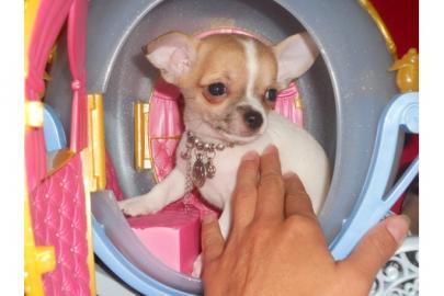 Mini Chihuahua welpen 200 euros!!