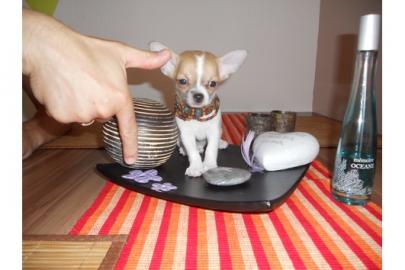 Mini Chihuahua welpen 200 euros!!