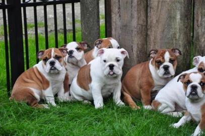 exklusive Englische Bulldoggen Welpen