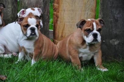 exklusive Englische Bulldoggen Welpen