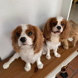 Cavalier King Charles Mini zum Vergleich