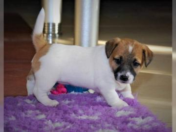 S??e Jack-Russell-Welpen