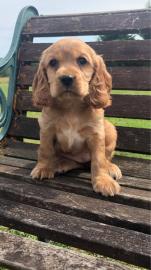 Cavalier King Charles Spaniel Welpen. 