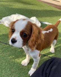 Cavalier King Charles Spaniel Welpen. 