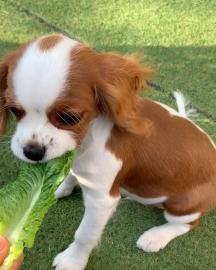 Cavalier King Charles Spaniel Welpen. 