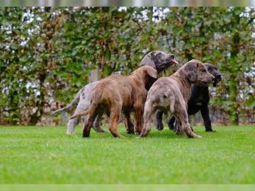 Deutsche Dogge Welpen