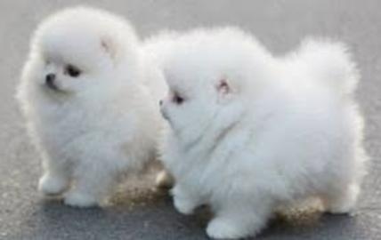 Reinrassige Gechipt Babys Pomeranian wel