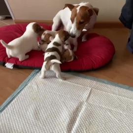 Jack Russell Terrier welpen zu verkaufen