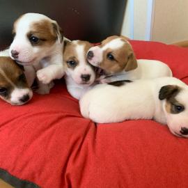 Jack Russell Terrier welpen zu verkaufen