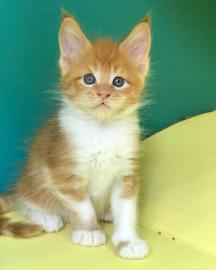 Wundersch�ne Maine-Coon-Katzen abzugeben