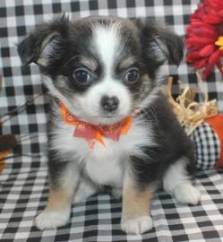 Mini toy Chihuahua Welpen Zum Verschenke