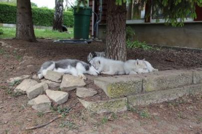 Wurfank�ndigung reinrassige Husky