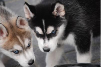 Wurfank�ndigung reinrassige Husky