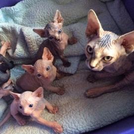 Sphynx    Kk?tzchen   verf?gbar