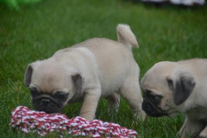 Sch�ne Pugwelpen in lof registriert