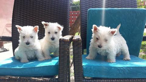 West Highland Terrier Welpen zu verkaufe