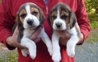 m�nnlichen und weiblichen Beagle-Welpen