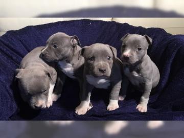 Original Reinrassiger Pitbull blue line