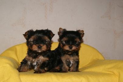 Yorkshire Terrier Welpen 9 Wochen 250,-