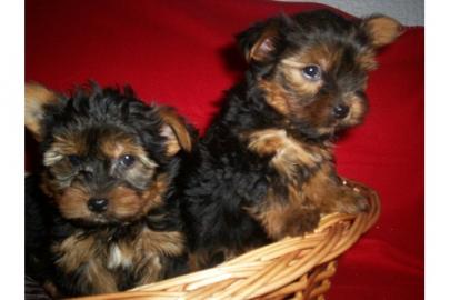 Yorkshire Terrier Welpen 9 Wochen 250,-