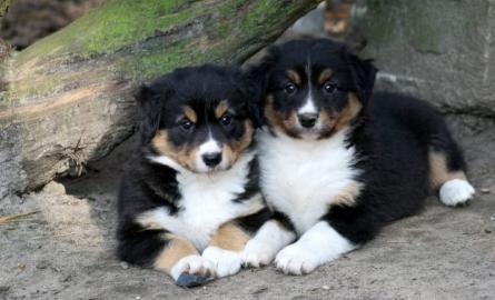 Australian Shepherd Welpen, in tollen Fa