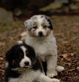 Australian Shepherd Welpen, in tollen Fa