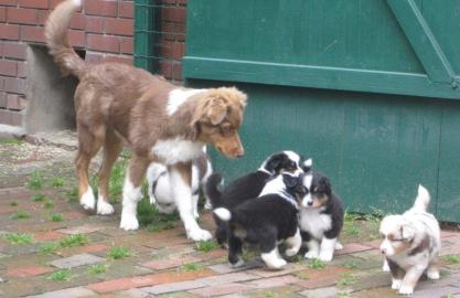 Australian Shepherd Welpen, in tollen Fa