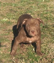 Amerikanische Pitbull Welpen