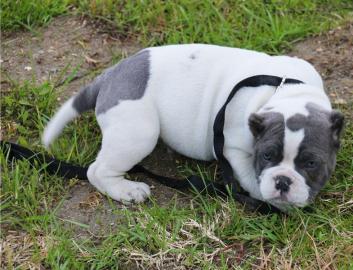 Amerikanische Pitbull Welpen