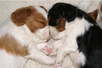 Cavalier King Charles Spaniel Welpen