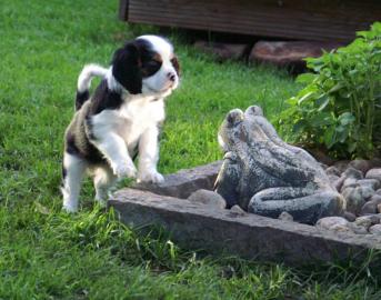 Cavalier King Charles Spaniel Welpen