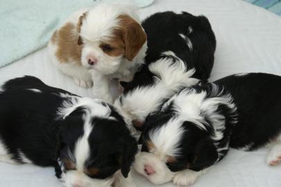 Cavalier King Charles Spaniel Welpen
