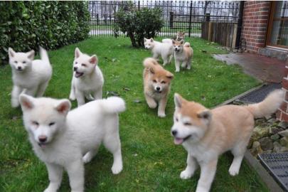 Akita Inu Welpen Mit Papieren