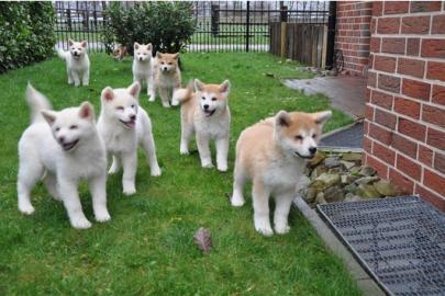 Akita Inu Welpen Mit Papieren