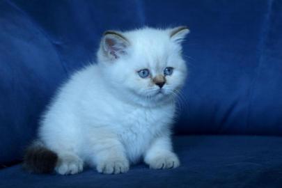 Britische Katzenbabys mit Papiere