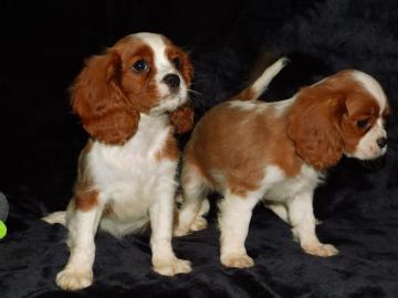 Cavalier-King-Charles Spaniel mit Papier