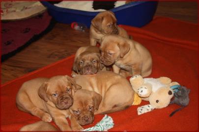 Wundersch�ne Bordeauxdoggen Welpen