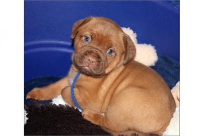 Wundersch�ne Bordeauxdoggen Welpen