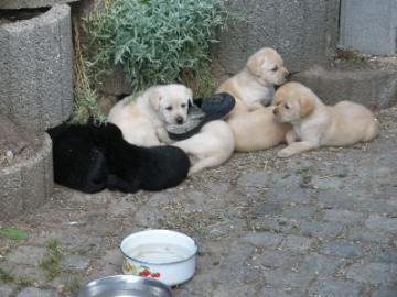 Wundersch�ne Labradorwelpen m.  Papieren