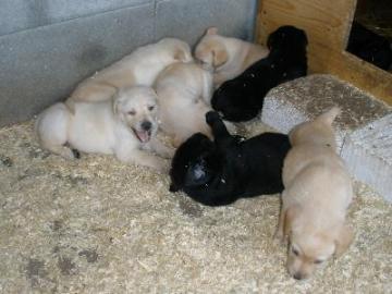 Wundersch�ne Labradorwelpen m.  Papieren