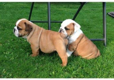 Englische Bulldogge Welpen mit papieren