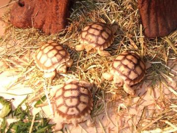 Baby sulcata tortoises for sale
