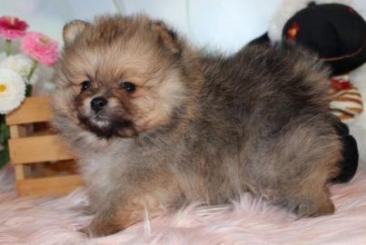 Pomeranian und Pomchi Welpen