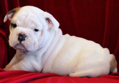 Phantastische englische Bulldogge (bulld