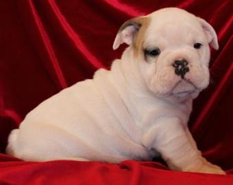 Phantastische englische Bulldogge (bulld