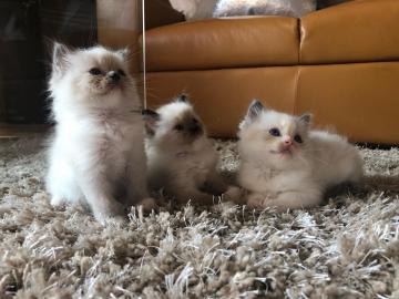 Weihnachten Ragdoll Kitten m?nnlich + we