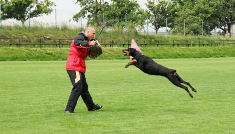 Dobermann - Welpen mit FCI Papiere